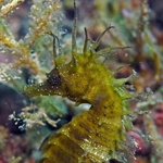 Long-snouted seahorse
