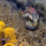 Ocellated wrasse
